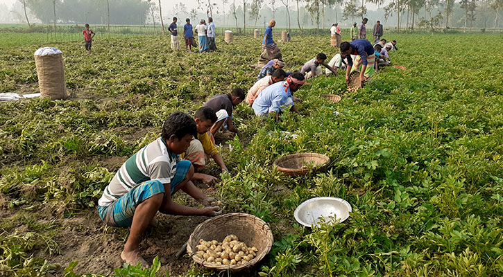 নীলফামারীতে আগাম জাতের আলু তোলায় ব্যস্ত চাষিরা